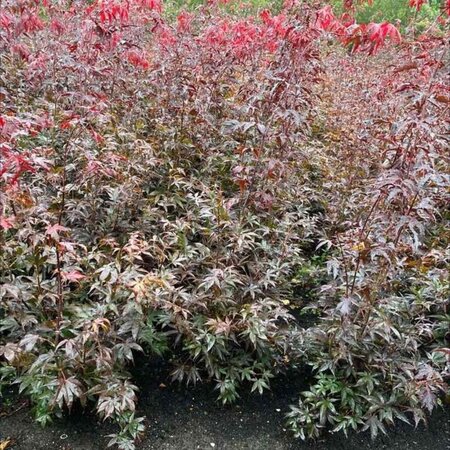 Acer pal. 'Bloodgood' 80-100 cm met kluit extra