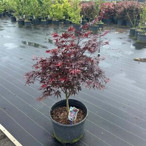 Acer pal. 'Bloodgood' 80-90 cm cont. 35L - afbeelding 2