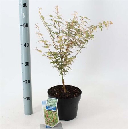 Acer pal. 'Butterfly' 50-60 cm cont. 3,0L - afbeelding 1