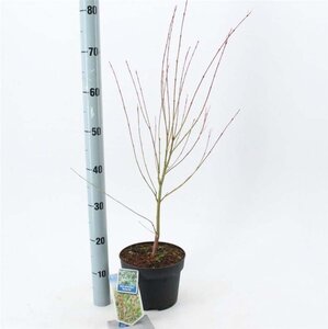 Acer pal. 'Butterfly' 50-60 cm cont. 3,0L - afbeelding 2