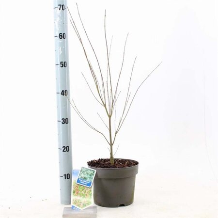 Acer pal. 'Butterfly' 50-60 cm cont. 3,0L - afbeelding 3