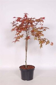 Acer pal. 'Deshojo' 40-50 cm cont. 3,0L - afbeelding 5