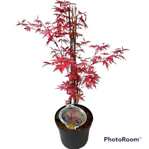 Acer pal. 'Deshojo' 40-50 cm cont. 3,0L - afbeelding 3