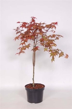 Acer pal. 'Deshojo' 40-50 cm cont. 3,0L - afbeelding 4