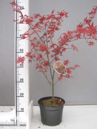 Acer pal. 'Deshojo' 40-50 cm cont. 3,0L - afbeelding 9