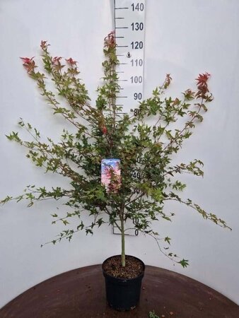 Acer pal. 'Deshojo' 50-60 cm cont. 5,0L - afbeelding 2