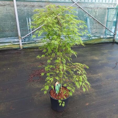 Acer pal. 'Dissectum' 100-125 cm cont. 12L