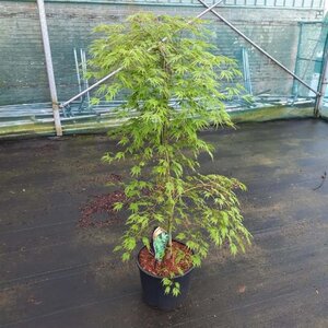 Acer pal. 'Dissectum' 100-125 cm cont. 12L