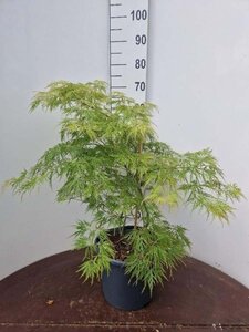 Acer pal. 'Dissectum' 50-60 cm cont. 10L - afbeelding 1