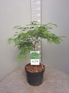 Acer pal. 'Dissectum' 50-60 cm cont. 10L - afbeelding 3