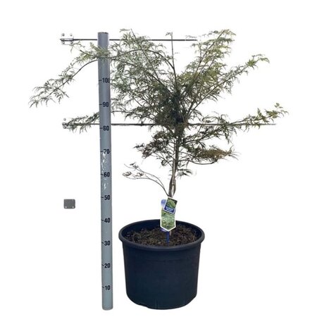 Acer pal. 'Dissectum' 50-60 cm cont. 35L - afbeelding 2