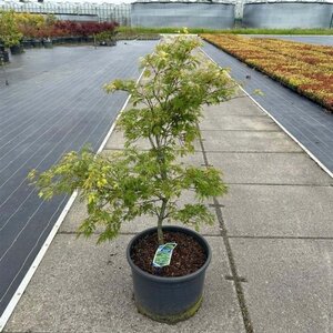 Acer pal. 'Dissectum' 50-60 cm cont. 35L - image 3