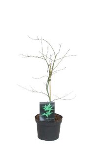 Acer pal. 'Dissectum' 60-80 cm cont. 5,0L - afbeelding 1