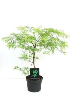 Acer pal. 'Dissectum' 60-80 cm cont. 5,0L - afbeelding 2