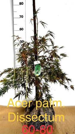 Acer pal. 'Dissectum' 60-80 cm met kluit