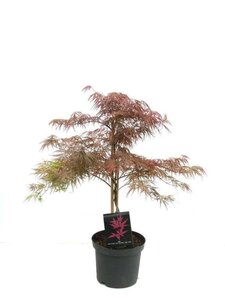 Acer pal. 'Dissectum' 80-100 cm cont. 7,5L - afbeelding 1