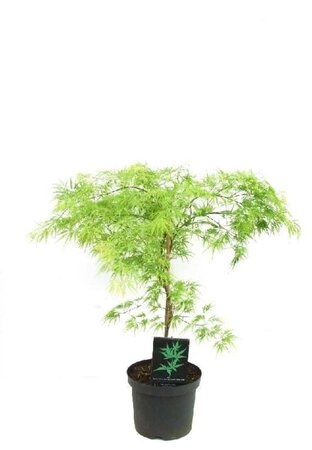 Acer pal. 'Dissectum' 80-100 cm cont. 7,5L - afbeelding 3