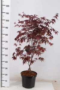 Acer pal. 'Fireglow' 60-80 cm cont. 5,0L - afbeelding 1