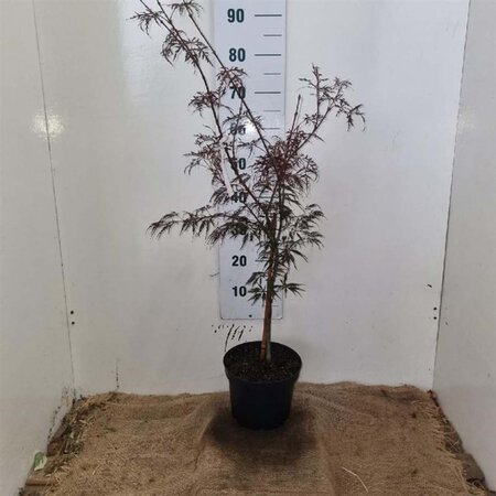 Acer pal. 'Garnet' 40-50 cm cont. 5,0L - afbeelding 4