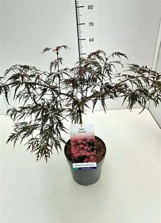 Acer pal. 'Garnet' 40-50 cm cont. 5,0L - afbeelding 2