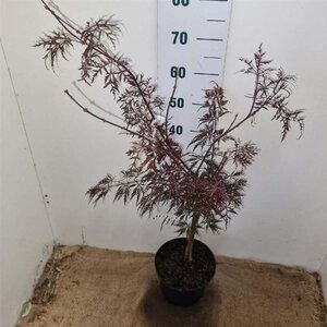 Acer pal. 'Garnet' 40-50 cm cont. 5,0L - afbeelding 5