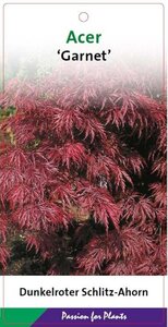 Acer pal. 'Garnet' 40-50 cm cont. 5,0L - afbeelding 3