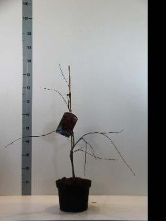 Acer pal. 'Garnet' 40-50 cm cont. 5,0L - afbeelding 5