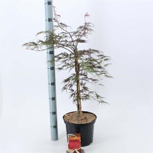 Acer pal. 'Garnet' 40-50 cm cont. 5,0L - afbeelding 4