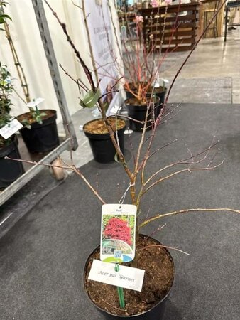 Acer pal. 'Garnet' 40-50 cm met kluit