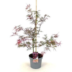 Acer pal. 'Garnet' 50-60 cm cont. 7,5L