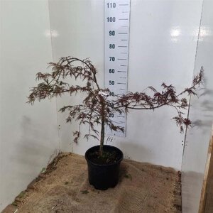 Acer pal. 'Garnet' 60-80 cm cont. 12L - afbeelding 2