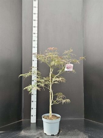 Acer pal. 'Garnet' 60-80 cm cont. 7,5L - afbeelding 1