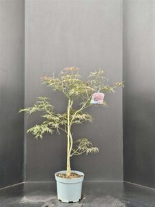 Acer pal. 'Garnet' 60-80 cm cont. 7,5L - afbeelding 2