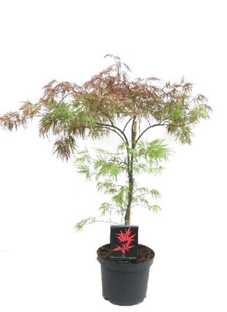 Acer pal. 'Inaba-shidare' 60-80 cm cont. 7,5L - afbeelding 1