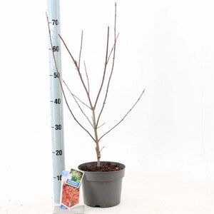 Acer pal. 'Jerre Schwartz' 50-60 cm cont. 3,0L