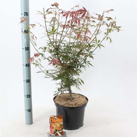 Acer pal. 'Jerre Schwartz' 50-60 cm cont. 5,0L - afbeelding 2