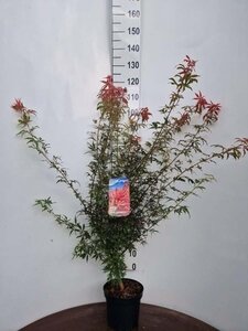 Acer pal. 'Jerre Schwartz' 50-60 cm cont. 5,0L - afbeelding 1