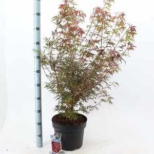 Acer pal. 'Jerre Schwartz' 70-80 cm cont. 10L - afbeelding 1