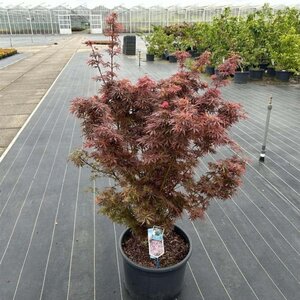 Acer pal. 'Jerre Schwartz' 80-90 cm cont. 35L - afbeelding 2