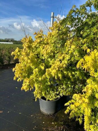 Acer pal. 'Katsura' 125-150 cm cont. 40L - afbeelding 2