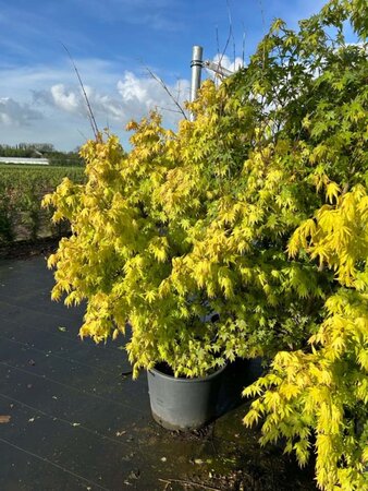 Acer pal. 'Katsura' 125-150 cm cont. 40L - afbeelding 1