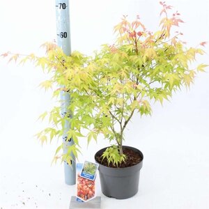 Acer pal. 'Katsura' 40-50 cm cont. 3,0L - afbeelding 2