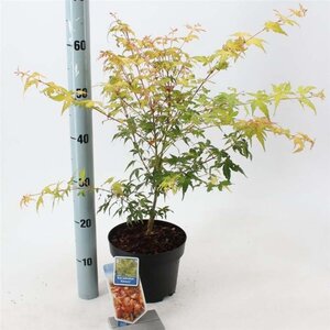 Acer pal. 'Katsura' 40-50 cm cont. 3,0L - afbeelding 3