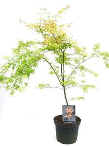 Acer pal. 'Katsura' 80-100 cm cont. 7,5L