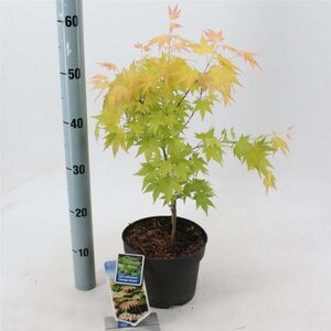 Acer pal. 'Orange Dream' 30-40 cm cont. 3,0L