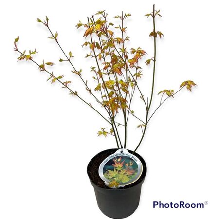 Acer pal. 'Orange Dream' 40-50 cm cont. 3,0L - afbeelding 1