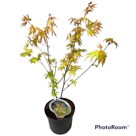 Acer pal. 'Orange Dream' 40-50 cm cont. 3,0L - afbeelding 2