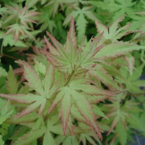 Acer pal. 'Orange Dream' 40-50 cm cont. 3,0L - afbeelding 7