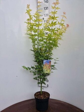 Acer pal. 'Orange Dream' 60-80 cm cont. 5,0L - afbeelding 1