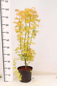 Acer pal. 'Orange Dream' 80-100 cm cont. 5,0L